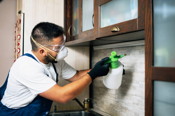 Best Insect Control  in Streator, IL
