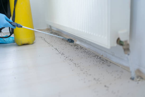 Best Best Pest Control Companies  in Streator, IL